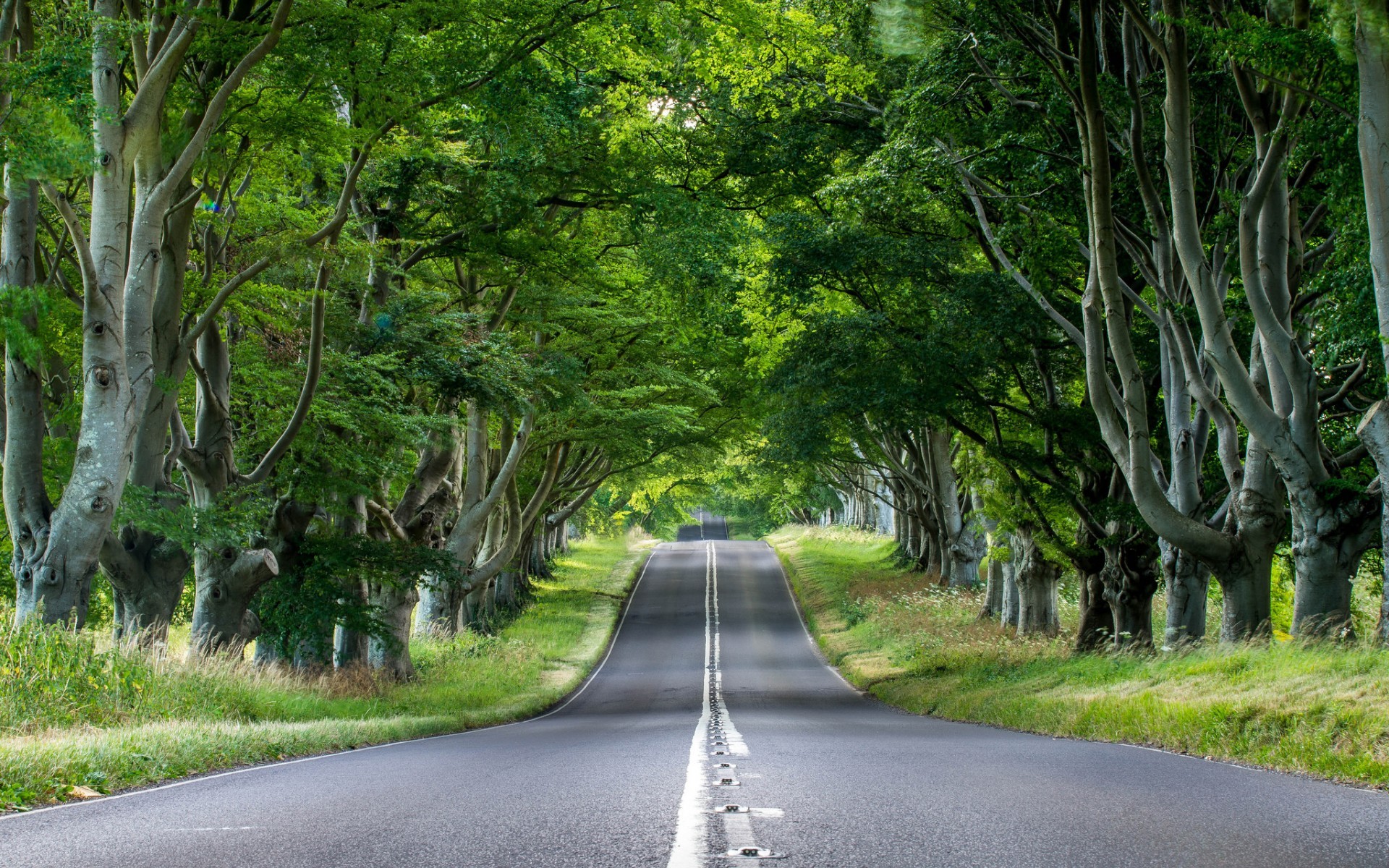 road-through-the-forest-nature-hd-wallpaper-1920x1200-34861.jpg