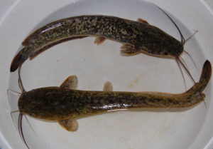 Budidaya Ikan Lele Sangkuriang di Kolam Tanah