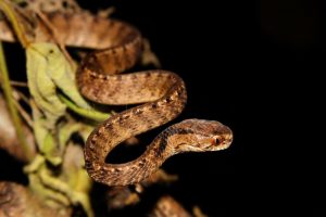 jenis ular di Indonesia