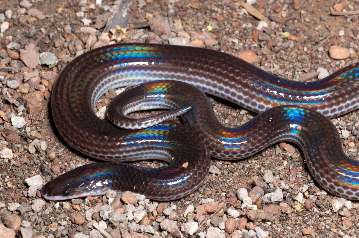 Какое название змеи. Лучистая змея Xenopeltis Unicolor. Белогубый полоз. Полоз Меллендорфа. Змея полосатый полоз.