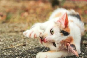 cara memelihara kucing persia dengan mudah