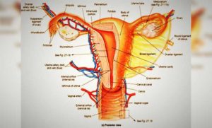 cara menjaga kesehatan alat reproduksi wanita