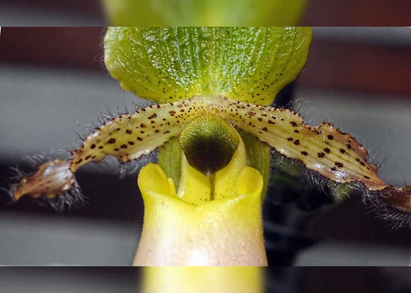 ciri ciri bunga anggrek